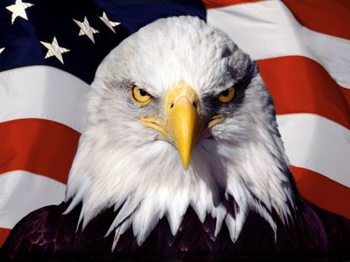 Patriotic-Eagle