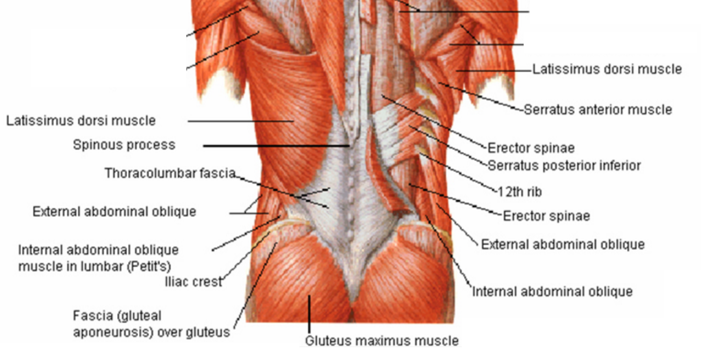 Muscle strain