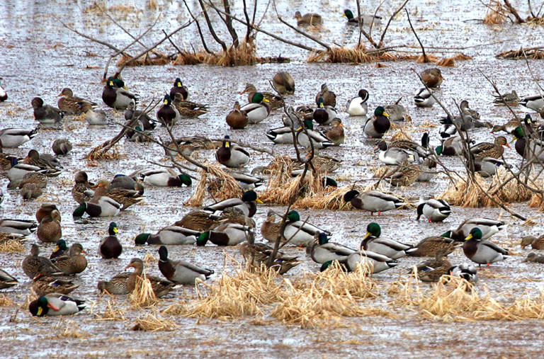 ducks-on-the-Illinois-RIver1-768x507