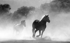 horsefog_creativecommons_pexels