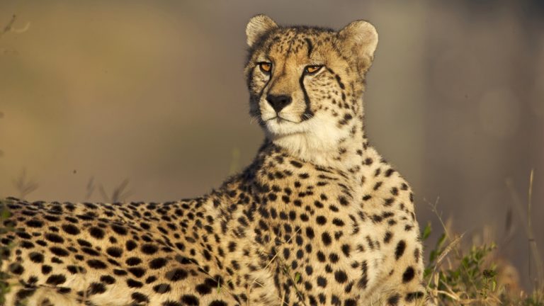 Cheetah