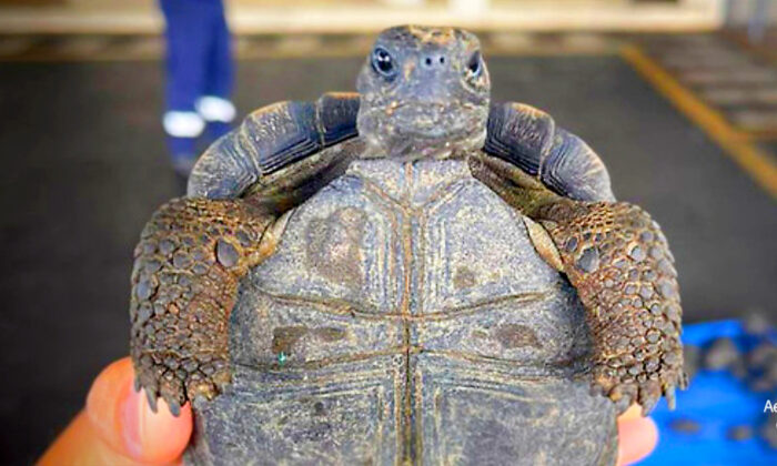 Galapagos Tortoise