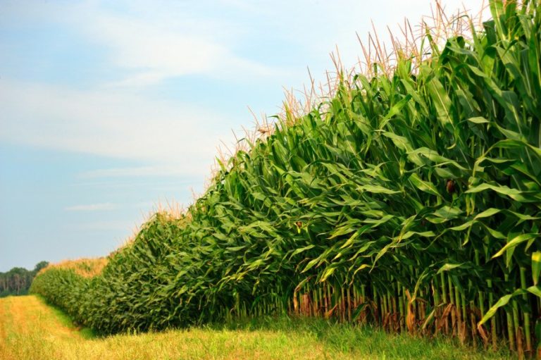 Corn Field