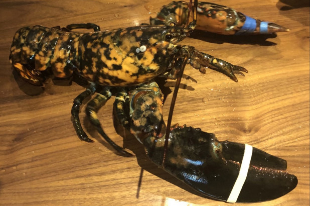 Rare Lobster 3