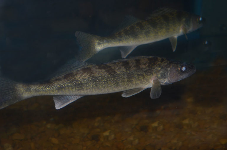 walleye-under-water