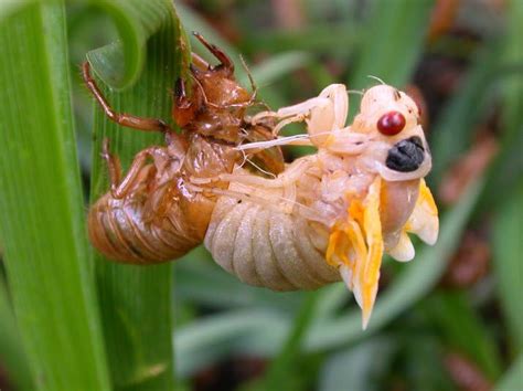 Emerging Cicada