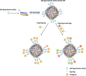 Ferritin