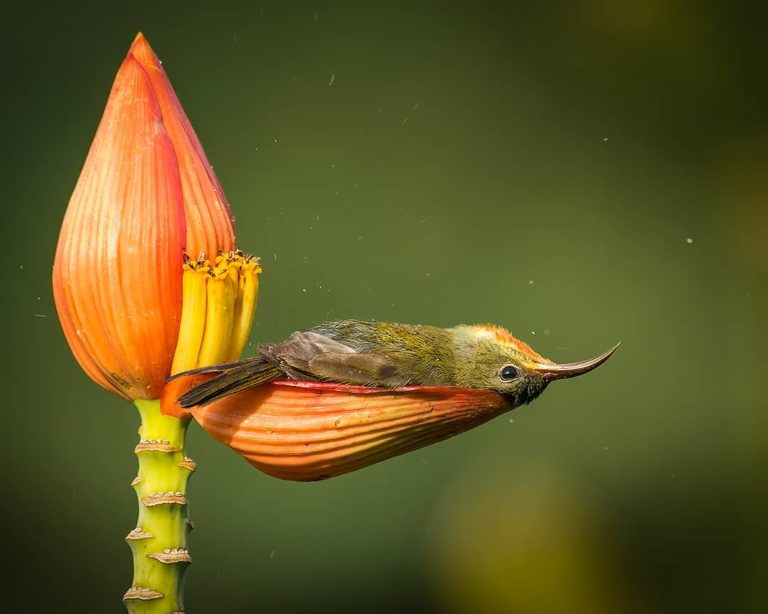 Sunbird