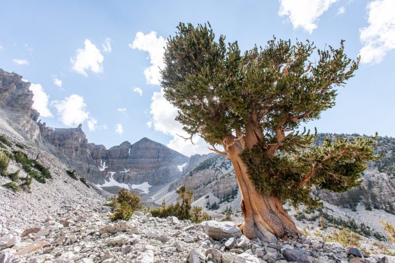 bristlecone