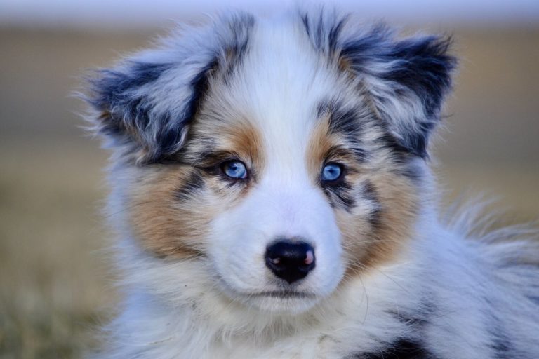 Australian Shepherd