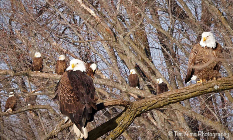 Bald Eagle