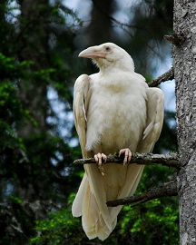 white raven