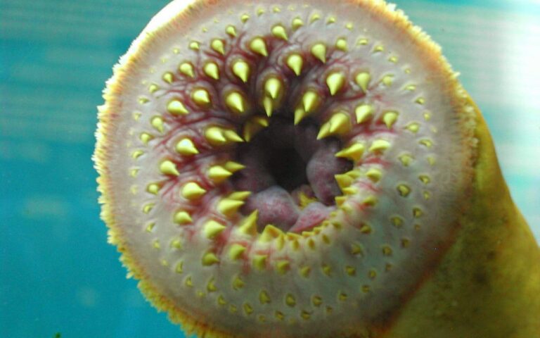 Sea Lamprey