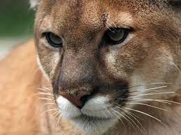 Cougar