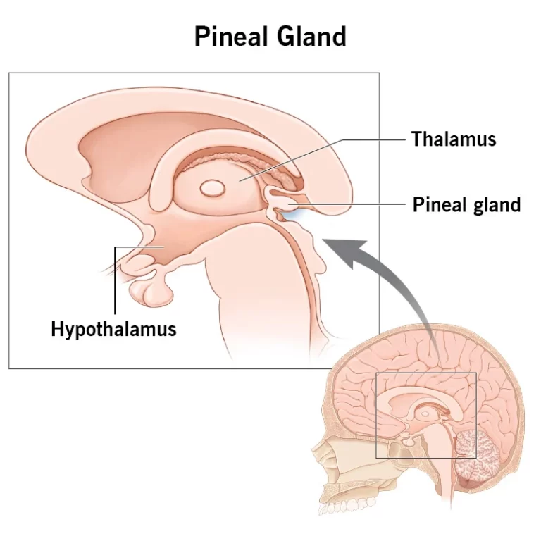 Pineal Gland 2