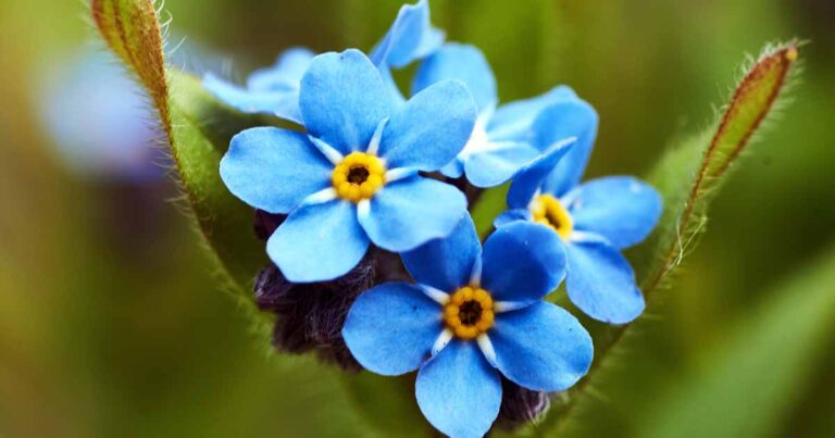 forget me nots