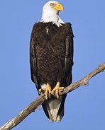 eagle